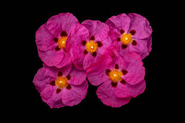 five pink flowers isolated on black, top view