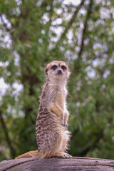 Surykatka obserwująca otoczenie patrzy prosto w obiektyw. © bARTkow