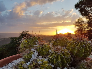 Kaktusy posadzone w donicy na tle zachodzącego słońca w Toskanii.