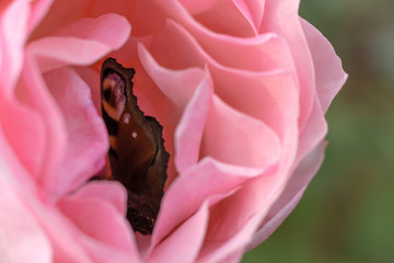 motyl w róży