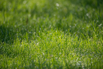 Naklejka premium Green grass background