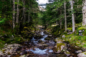 A picturesque view of a mountain river with water running down the stream fast in a pine forest in the Pyrenees mountains on a winter day (Arrens-Marsous, Hautes-Pyrenees, France)