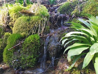 fern in the forest
