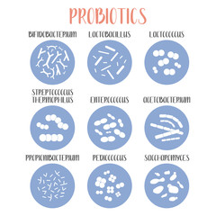 Probiotics. Lactic acid bacteria. Good bacteria and microorganisms for gut and intestinal flora health. Microbiome. Bifidobacterium, lactobacillus,  lactococcus, thermophilus streptococcus. Vector set - 347944875