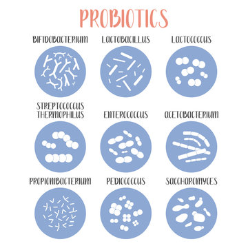 Probiotics. Lactic acid bacteria. Good bacteria and microorganisms for gut and intestinal flora health. Microbiome. Bifidobacterium, lactobacillus,  lactococcus, thermophilus streptococcus. Vector set