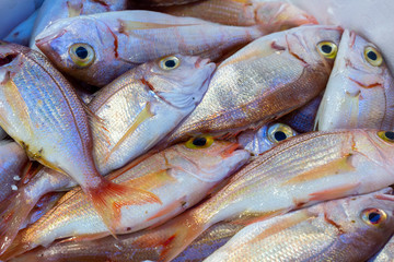 fresh fish on the ice in the market.