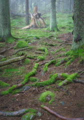 Mossy roots in the foreground and a tree blown down in the background and fog