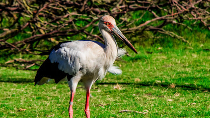 white stork ciconia
