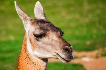 close up of a young llama