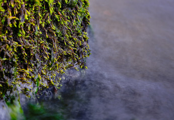 Close up of a mossy rock in the water