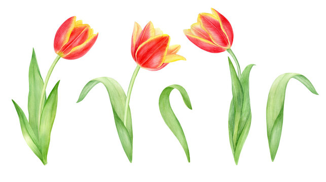 Watercolor red and yellow tulips with green leaves. Hand drawn botanical illustration with spring flowers isolated on white background.