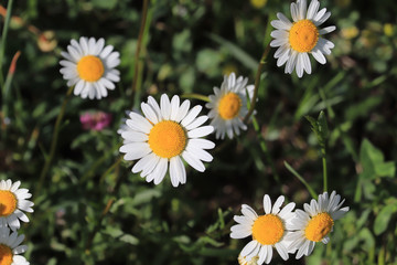 Fototapeta premium Daisiy flowers in green grass