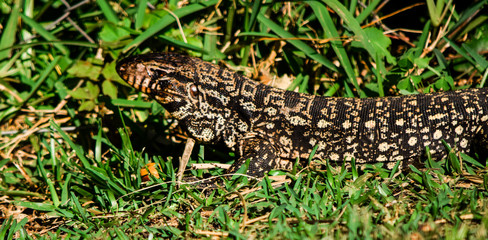 lizard on the grass