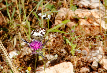 butterfly on a flower