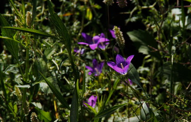 purple bellflowers in the meadow