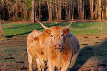 A candid shot of domesticated beige cows on a pastoral farmland in a French mountain village in the warm light of sunset