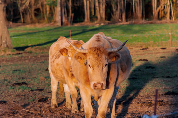 A candid shot of domesticated beige cows on a pastoral farmland in a French mountain village in the warm light of sunset