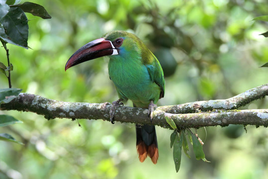 Crimson-Rumped Toucanet in Zona Cafetera, Colombia