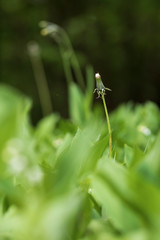 Dandelion bud on a green field in the grass.