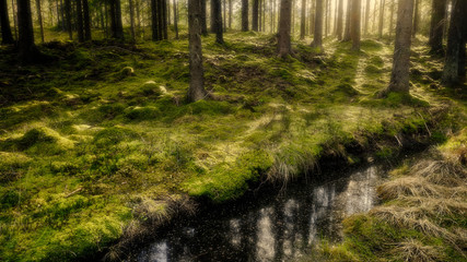 Evening light in a mossy forest with a water pool in the foreground and sun in the background