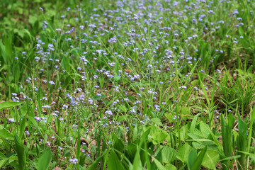 Tiny blue forget-me-not flower growing in the green grass in the forest.
