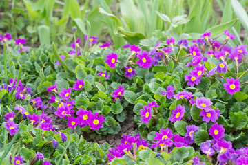 Lilac primrose in garden