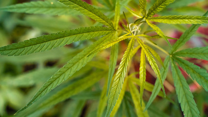 Marijuana leaves, cannabis on a bright background, beautiful background, Natural outdoor Tropical region asia.
