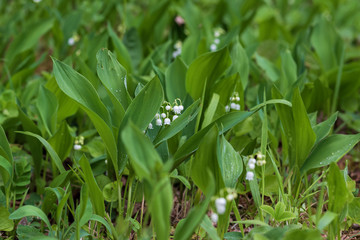 Lily of the valley - white flower with green leaves in the forest