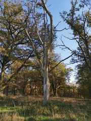 autumn in the park