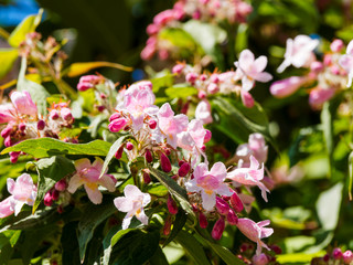 Kolkwitzia amabilis | Kolkwitzie mit weiten Bögen übergeneigten Zweigebreiten weiss und rosa...