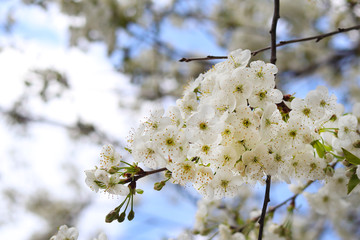 Street lighting. Cherry tree blossoms under a blue sky. Close-up