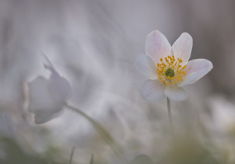 Macro Image of a wood anemone with background and foreground out of focus