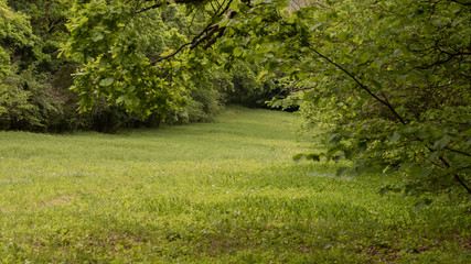 Fototapeta na wymiar Beautiful meadow with meadow grass.