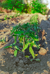 Tomato bush, seedlings. Selective focus. Vertical photo.