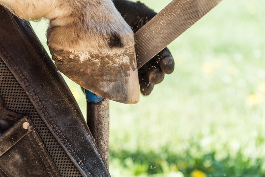 Horse farrier at work - trims and shapes a horse's hooves using rasper and knife. The close-up of horse hoof.