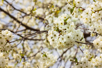Street lighting. Cherry tree blossoms under a blue sky. Close-up