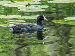 łyska  © Henryk Olszewski
