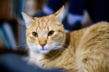 Gato, animal felino, foto de alto contraste