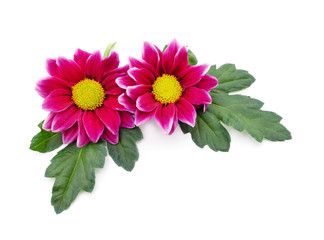 Beautiful two chrysanthemums.