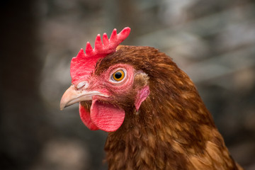 Portrait of a hen with brown feathers and a red comb.