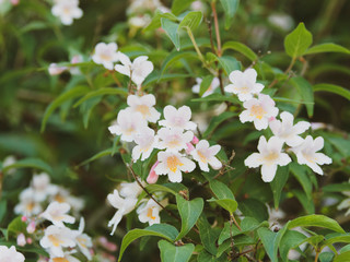 Kolkwitzia amabilis | Großzügige Frühlingsblüte von Kolkwitzie Blumen mit zartrosa Kronblätter, gelb-orange behaarte Kronschlund 