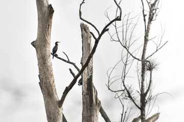 The black cormorant sits high on a branch of a withered tree.