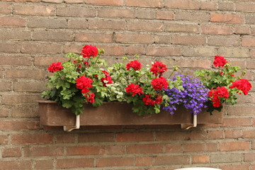 Fototapeta na wymiar a flower box at a wall with beautiful flowering red geraniums and little blue wild flowers in summer