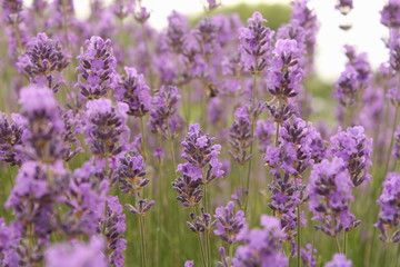 a big group purple lavender flowers closeup in a garden in summer