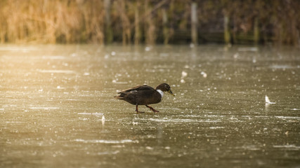 A lone mallard duck walks to the shore of a frozen pond.