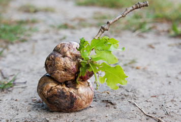 Three Oak apple galls on a branch, fallen of a tree