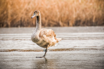 The young swan stands on one leg on a frozen pond with a cane in the background.
