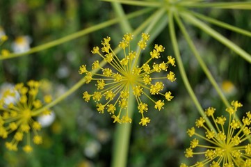 Eneldo, flor silvestre
