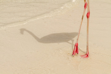 Fototapeta na wymiar Flamingo legs and shadow in shallow water