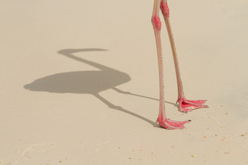 Legs and shadow of a flamingo on the beach © Jennifer